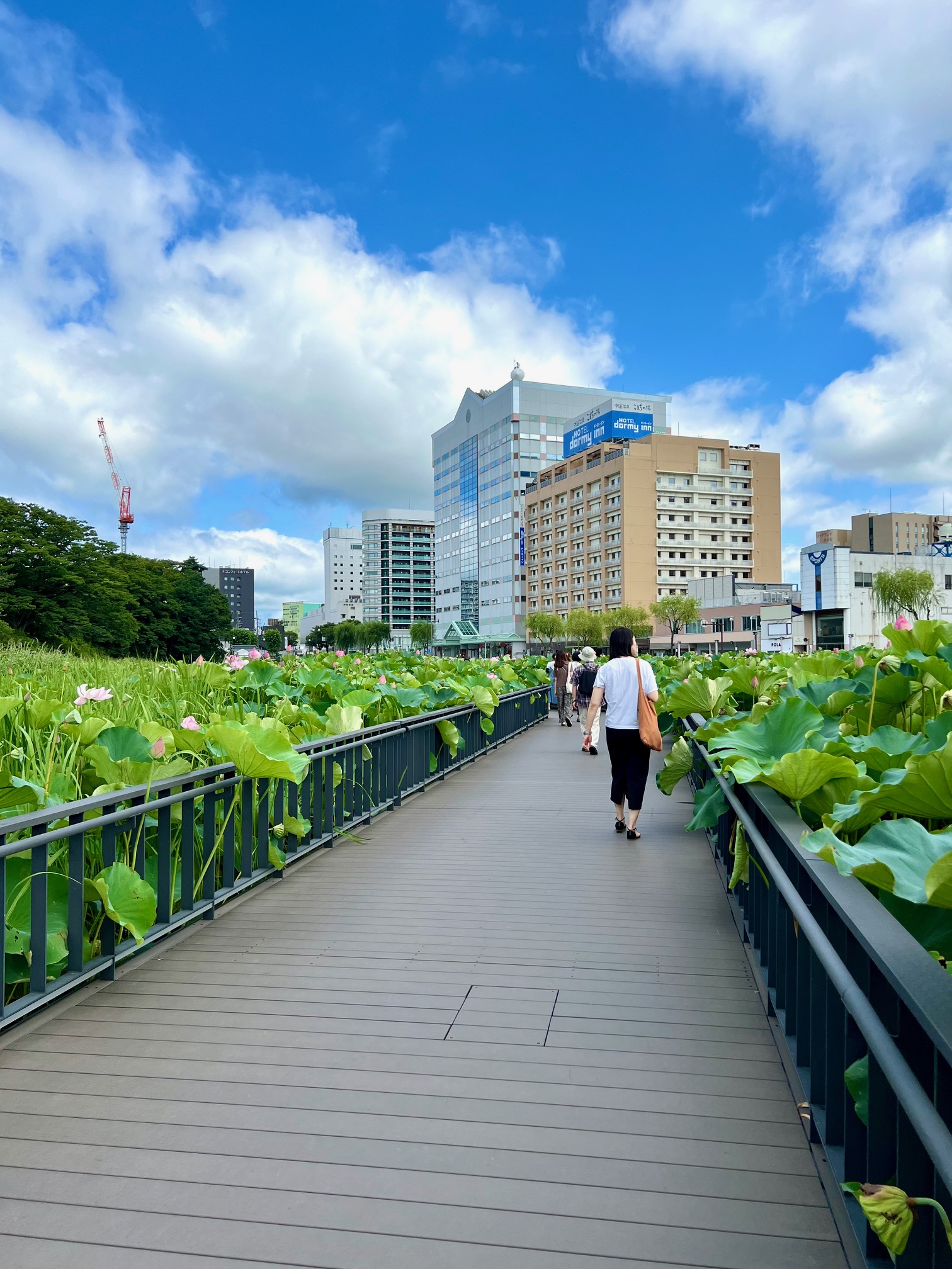 サムネイル:遊歩道と蓮の花